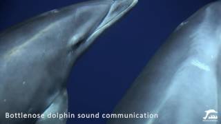 Bottlenose dolphin communication sound in the wild [upl. by Thetisa]