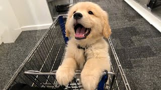 TOP HIGHLIGHTS of FUNNY PUPPIES that will make you LAUGH [upl. by Beaufort195]