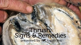 Thrush Signs and Remedies [upl. by Inail]