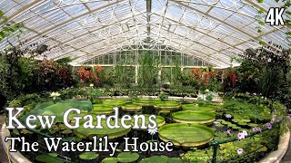 Kew Gardens  The Waterlily House 4K Virtual Tour [upl. by Merce]