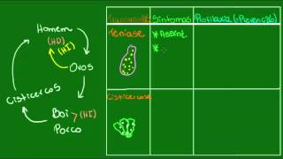 Teníase e cisticercose  Parasitologia  Biologia [upl. by Garin273]