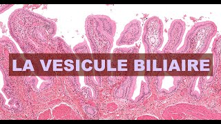 LA VESICULE BILIAIRE  HISTOLOGIE [upl. by Pytlik393]