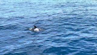 Full video of Bottlenosed Dolphin Pod San Diego Whale Watch 071523 [upl. by Yekcor]