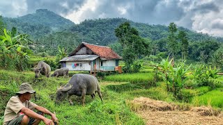 SUNGGUH INDAH Pemandangan Alamnya Kampung Yang Damai Orang Sunda Ini Hidup Di Sawah Lereng Gunung [upl. by Ahar228]