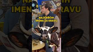 NAJČEŠĆA IMENA ZA KRAVU🐄🐮 viral podcast comedy funny shorts fyp fy animals friends [upl. by Docile]