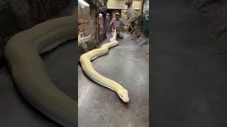 20ft reticulated python🐍 [upl. by Dani]