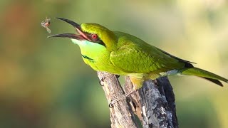 Bee eater eating bee [upl. by Melc]