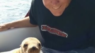 Sea lion pup jumps on boat cuddles with driver [upl. by Neeliak261]