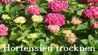 Hortensien trocknen ❁ Deko Ideen mit FloraShop [upl. by Annemarie425]