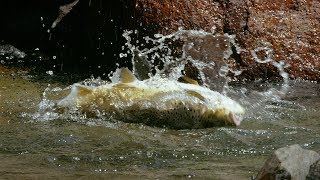 Huge Trout Eats Mice  Wild New Zealand  BBC Earth [upl. by Inesita]