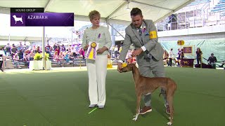 Azawakhs  Breed Judging 2023 [upl. by Sinoda894]