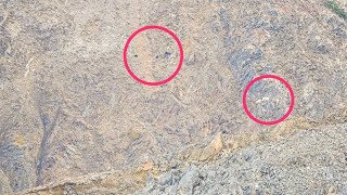 Grizzly Bear Chasing Mountain Goats in the Wild  Greg McHales Wild Yukon [upl. by Giselle]