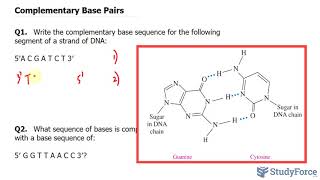 Complementary Base Pairs in DNA and RNA [upl. by Amity852]