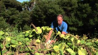 How to harvest pumpkins [upl. by Irok]