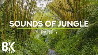 8 HOURS Relaxing Jungle Stream  Exotic Bird Songs in Tropical Rainforest 8K  Part 5 [upl. by Georgena589]