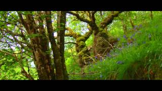 Crinan Wood  Ancient Atlantic Rainforest [upl. by Catie572]