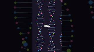 Deoxyribonucleic AcidDNA Learn with OP Studies explore science facts [upl. by Kamin51]