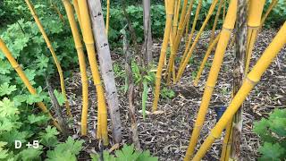 Phyllostachys vivax growth rate [upl. by Lyrradal]