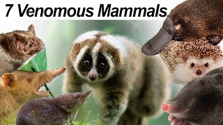 Seven Venomous Mammals [upl. by Lundin685]