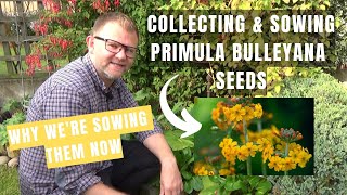 Collecting and Sowing Primula bulleyana Seeds  Candelabra Primulas  How to Propagate Primulas [upl. by Carlisle222]