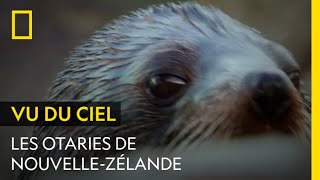 Gros plan sur les otaries de NouvelleZélande [upl. by Elatia153]