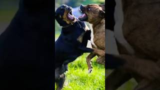 Village Dog Fight shorts dogfights doglover pets [upl. by Aicemed]