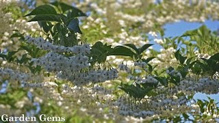 Japanese snowbell tree Styrax japonicus [upl. by Akinna586]