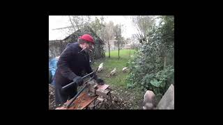 quot Het loze vissertje quot harmonica funny woodwork animals shortsvideo [upl. by Blackmore849]