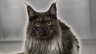 The most gorgeous Maine Coon Ive ever seen [upl. by Anahsahs]