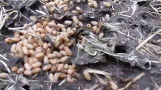 Lasius Niger queen eggs in nest ant [upl. by Gimpel126]