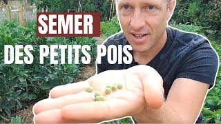 Tuto jardin  Comment semer des petits pois [upl. by Ylreveb989]