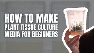 How to Make Plant Tissue Culture Media for Beginners StepbyStep Tutorial [upl. by Teirrah]