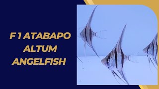 Atabapo Altum Angelfish  Pure F1 Genomy [upl. by Hoj591]