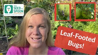 LeafFooted Bug Protect Your Garden From These Menacing Pests [upl. by Cirted673]