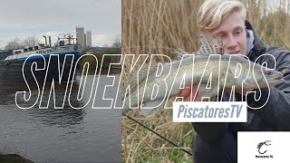 Piscatores TV  Snoekbaarzen Op Het Kanaal [upl. by Ahtikal]