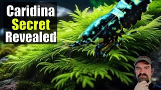 Caridina Care Breeding Baby Shrimp Water Changes Tips and Secrets Revealed [upl. by Kedezihclem]