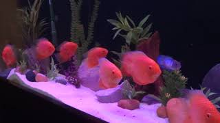 90 gal Aquarium with Red Severums [upl. by Clancy]