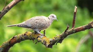 The sound of the Collared Dove  Dove Sounds  10 Hours [upl. by Victorine]