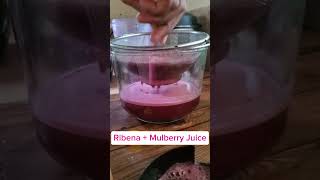 Homemade Ribena amp Mulberry Juice fruits countryliving [upl. by Cati922]