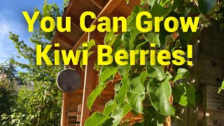 Growing Hardy Kiwi aka Kiwi Berry Actinidia arguta [upl. by Madai256]