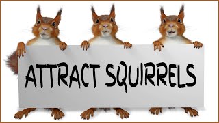 Noise To Attract amp Call Squirrels  GUARANTEED [upl. by Ynnot]