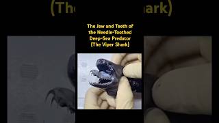 The Jaw and Teeth of the NeedleToothed DeepSea Predator…🦈music sharks sea animals [upl. by Ullyot89]