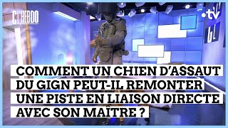 GIGN  la démonstration du chien Nitrate  C l’hebdo  0ç122023 [upl. by Eislehc344]