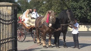 Nunta in Bucovina  Caleasca cu cai  Ilie Hutan 2017 [upl. by Ardnuyek]