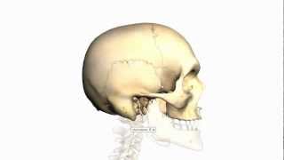 Skull Tutorial 3  Sutures of the skull  Anatomy Tutorial [upl. by Jenks]