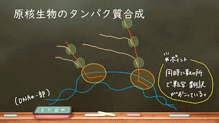 おうち生物 24 原核生物の転写翻訳 高校生物 [upl. by Maffa]