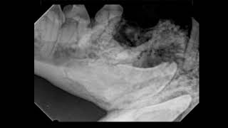 Veterinary Dentistry Case Dentigerous Cyst Excision in a Dog [upl. by Katherina114]