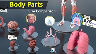 Human Body Organs Size Comparison  Human anatomy [upl. by Appilihp]