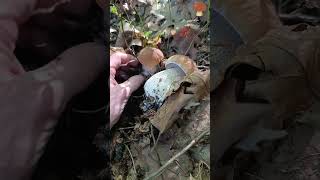 🍄‍🟫🍄‍🟫🍄‍🟫⛰️🫶mushroom boletus nature porcini fungi грибы грибочки білігриби shorts [upl. by Ecnaralc]