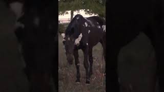 Fun vs Fright at Willow Woods Equine Sanctuary horse haunted hauntedbarn halloween spooky [upl. by Hackathorn]